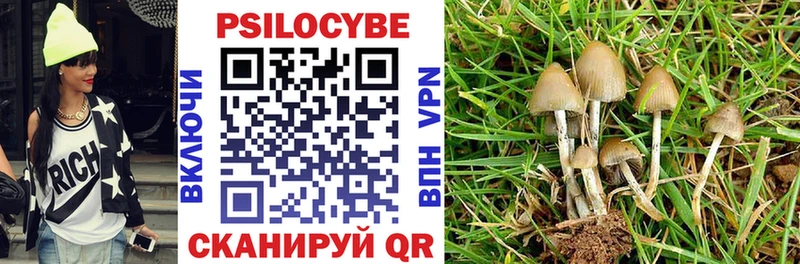 kraken вход  Жуковский  Псилоцибиновые грибы Psilocybine cubensis 